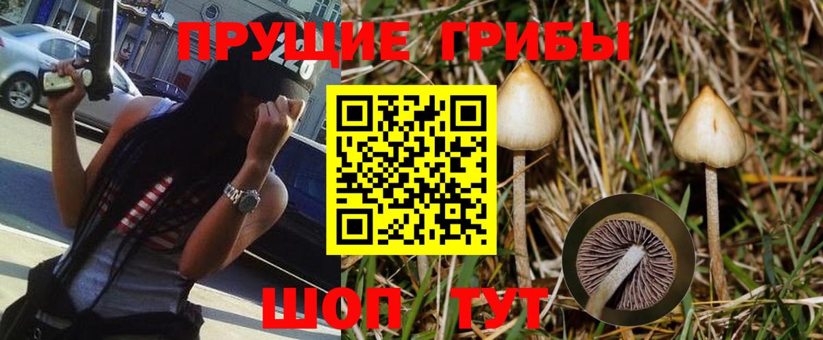 Елец  Псилоцибиновые грибы Psilocybine cubensis  Вход с VPN  наркота  Галлюциногенные грибы Psilocybine cubensis 